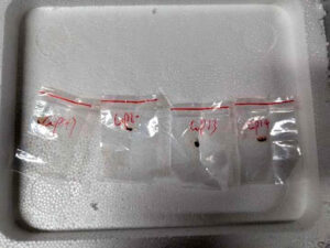 The toxic plant pathogen, called Fusarium graminearum, that students hoped to use in their research at the University of Michigan